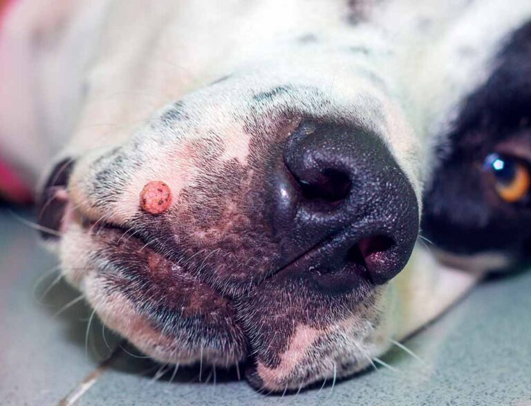 20 Pictures of Dog Warts + Veterinarian Advice