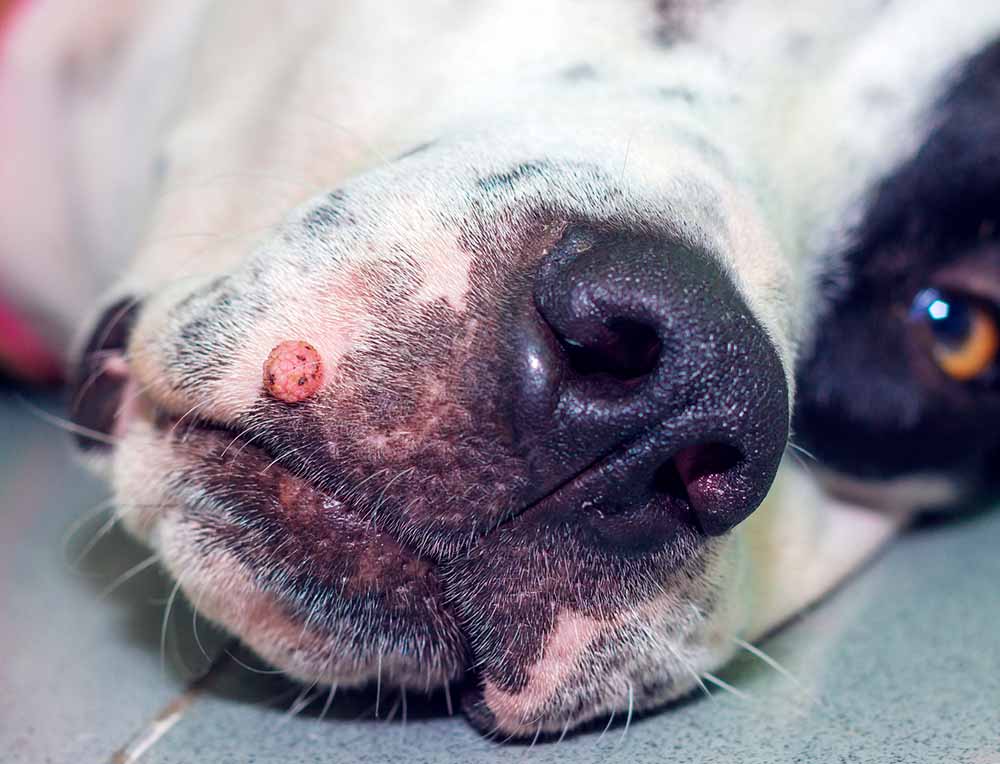 why do dogs get moles on their faces