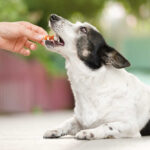 owner feeding dog a home remedy diet to help