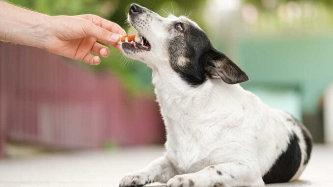 owner feeding dog a home remedy diet to help