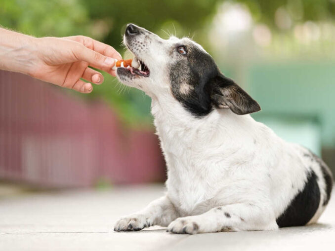 Yellow Discharge from Female Dog What to Do (Pregnant & Not Pregnant)