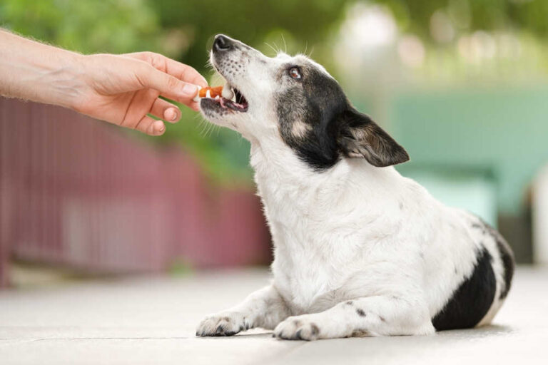 Home Remedies to Help Dog with Mucus in Stools [Vet Approved]