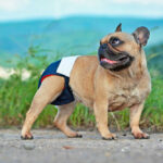 Female Dogs In Heat: What They Look Like [Pictures & Vet Info]