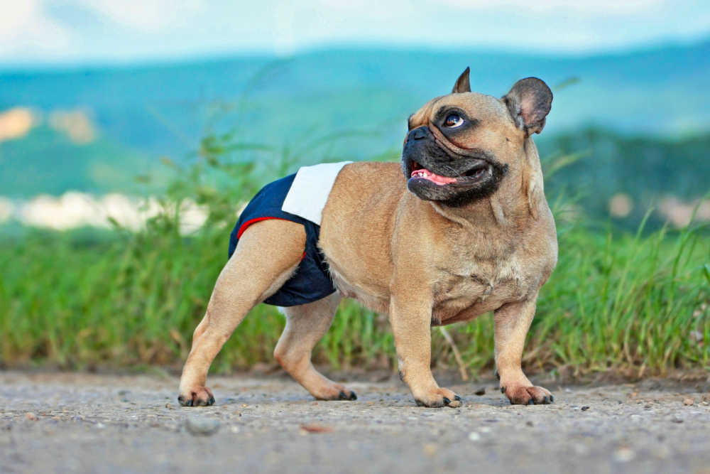 female dog in heat with a diaper on