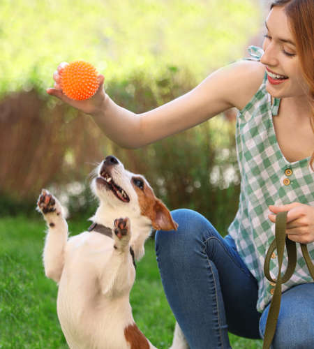 owner playing fetch at a park with Jack Russell and an orange ball