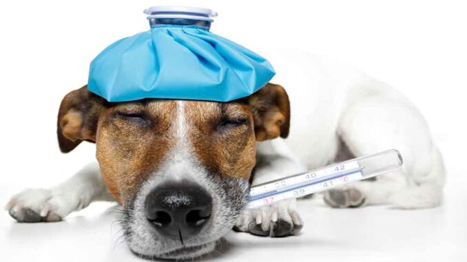 dog with thermometer