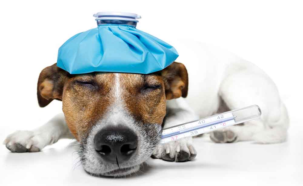 dog has fever or influenza