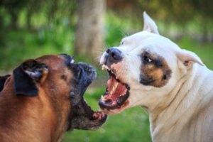 25 Verified Dog Fighting Statistics, with a Source [2023 Update]