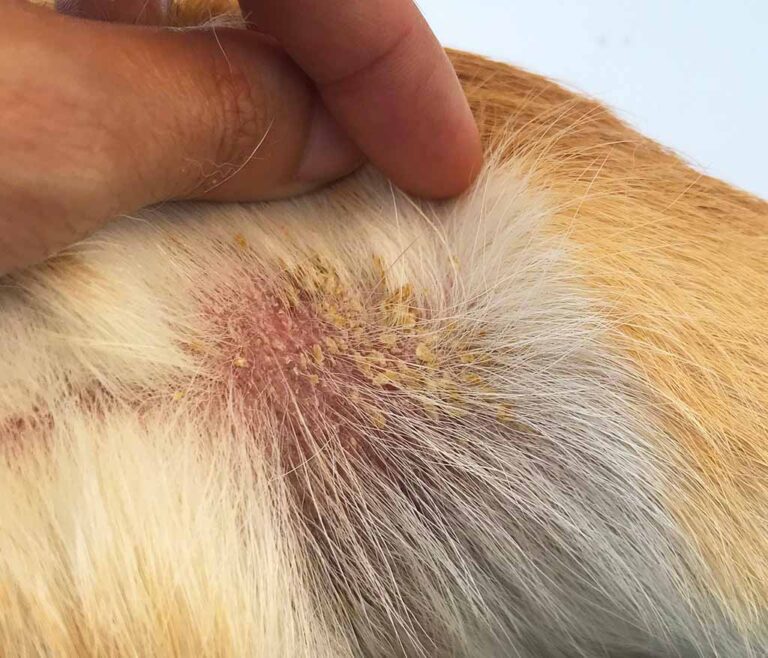 13 Common Dog Skin Lesions or Sores [with Pictures]