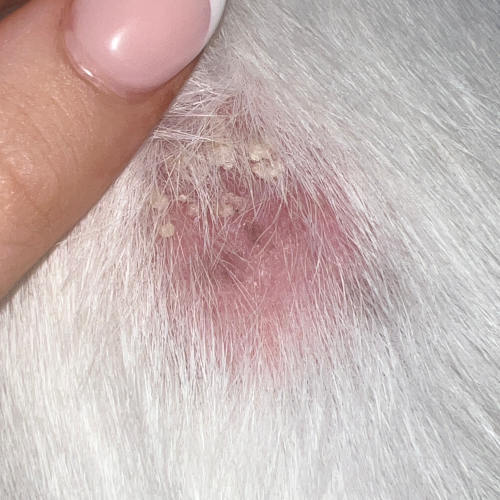 Pictures of Hot Spots on Dogs (Moist Dermatitis) + Vet Info