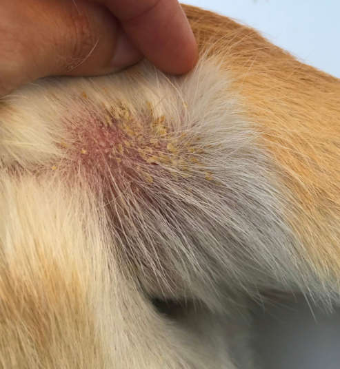 flaky skin behind dog's ear due to allergies