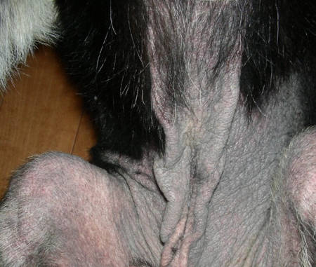 Black skin on a dog's belly as a result of a severe FAD case