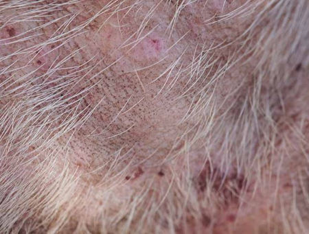 flea allergy dermatitis impact on dog skin