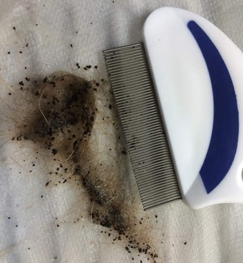 Fleas and flea excrements caught with a comb