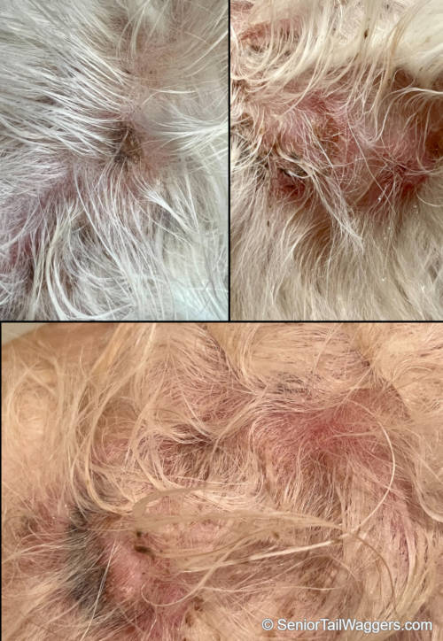 Crusting lesions along with hair loss and red skin as a result of flea allergies