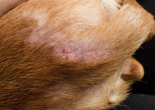 flea bites on a dog near the tail