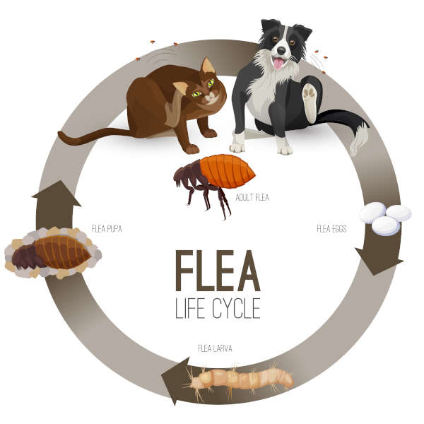 drawing showing flea lifecycle in dogs and cats