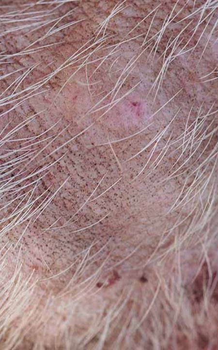 scabs on dog skin as a result of Flea Allergy Dermatitis
