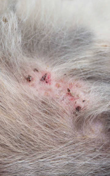 scabs on dog skin as a result of FAD