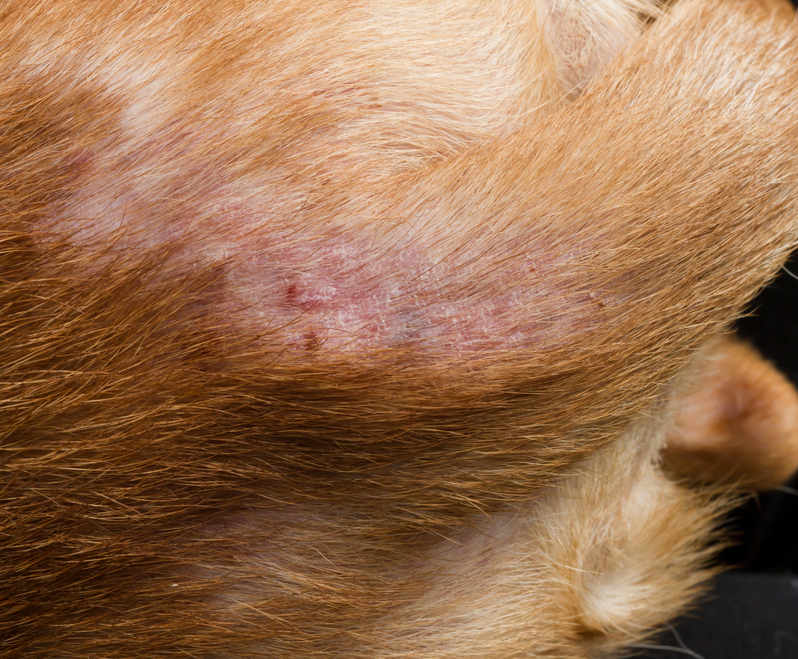 red scabs and hair loss from fleas