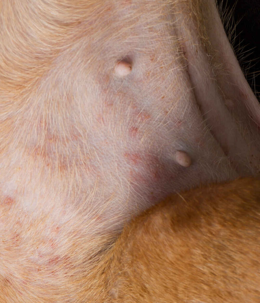 can you see flea bites on dogs