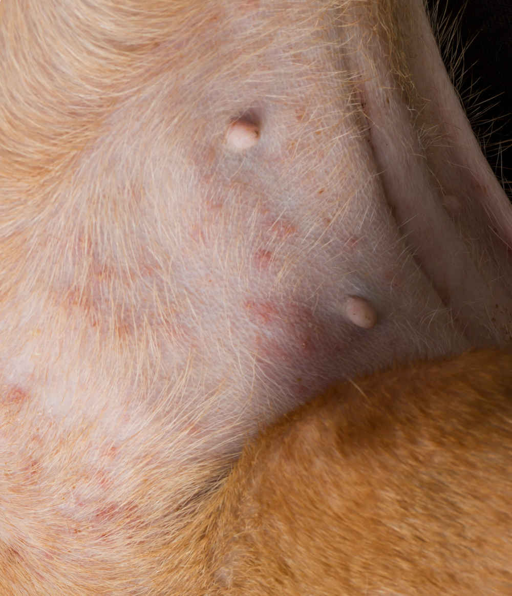 Groin Rash on Dog [With Photos]: Our Vet Shares What to Do