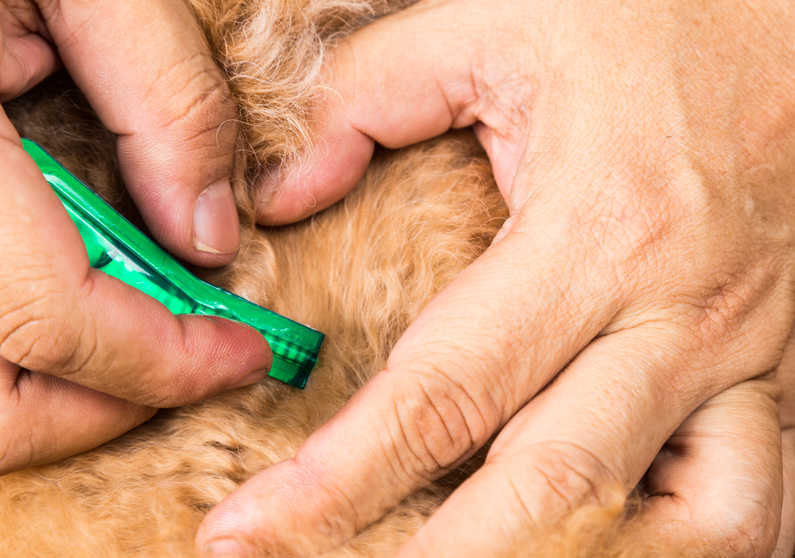 Closeup on veterinarian applying flea medicine on dog's skin
