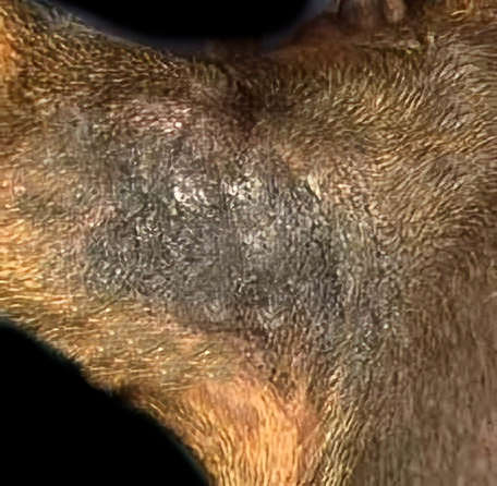 black skin on dog as a result of flea issues