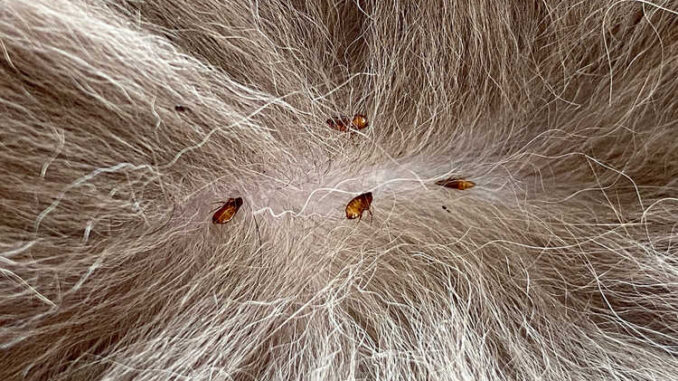 fleas in dog hair - closeup