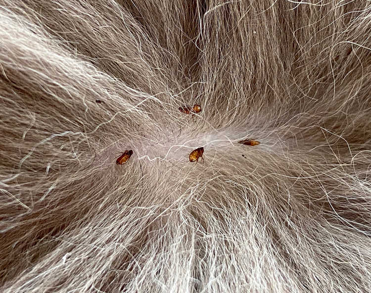 fleas in dog hair - closeup