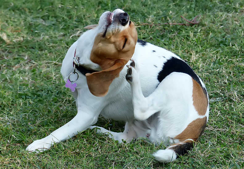 Dog scratching himself behind his ear