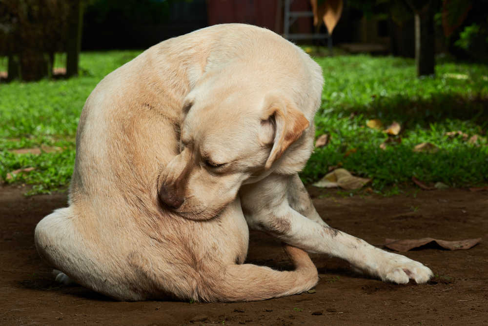 dog chewing on base of tail