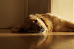 What Does A Dog Seizure Look Like (with Pictures & Videos)