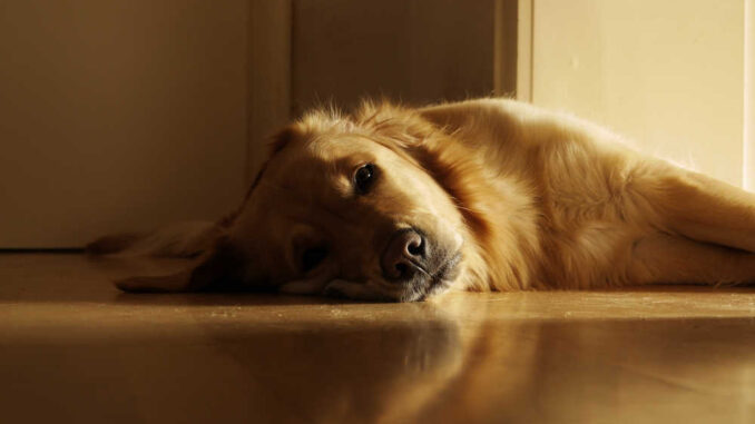 dog on floor after seizure