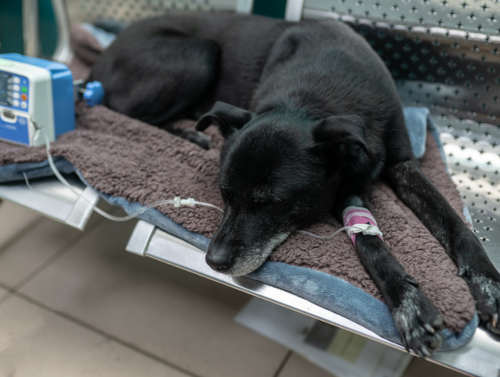 senior dog given fluids at a vet clinic