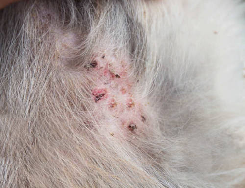 signs indicating possible folliculitis