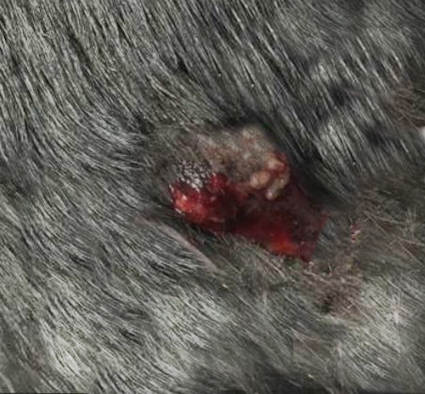 follicular cyst in gray-hair dog