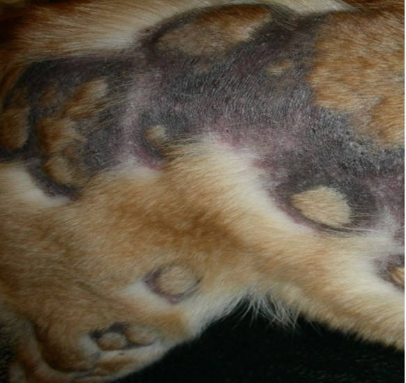 folliculitis on dog with hair loss in patches