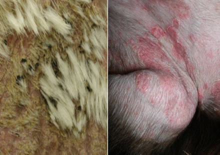 folliculitis on dogs with scabs, redness and hair loss
