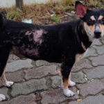12 Pictures of Folliculitis in Dogs With Veterinarian Info