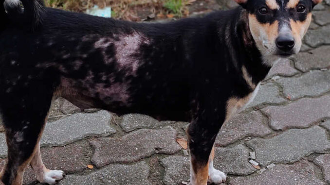 12 Pictures of Folliculitis in Dogs: What It Looks Like & What to Do
