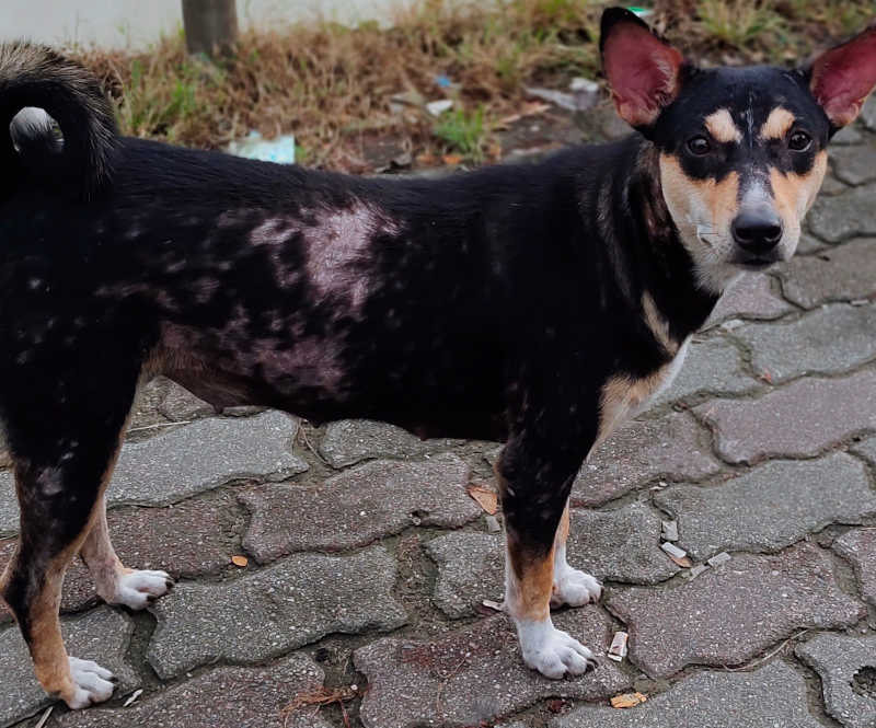 what does folliculitis look like on dogs