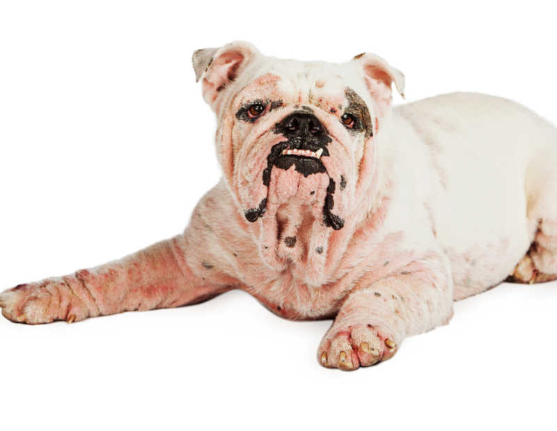 Bulldog with allergic folliculitis