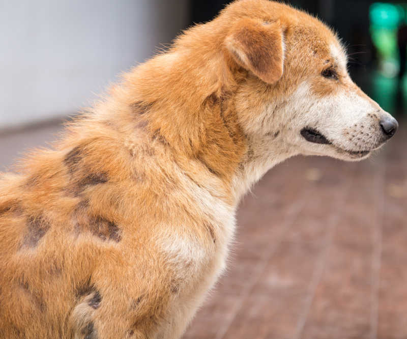 patchy hair loss on a dog