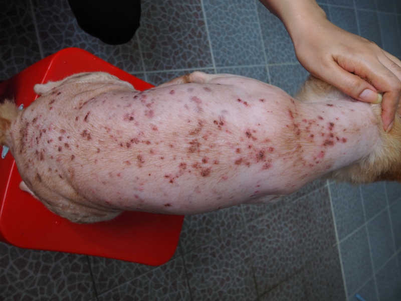 widespread folliculitis in a dog