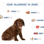 most common dog food allergies