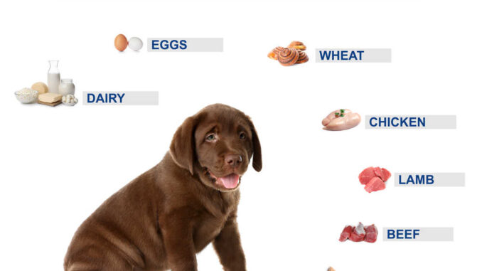 most common dog food allergies