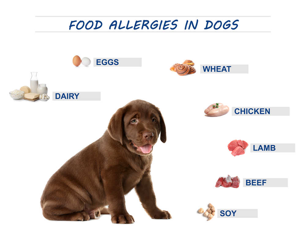 what foods can dogs be allergic to