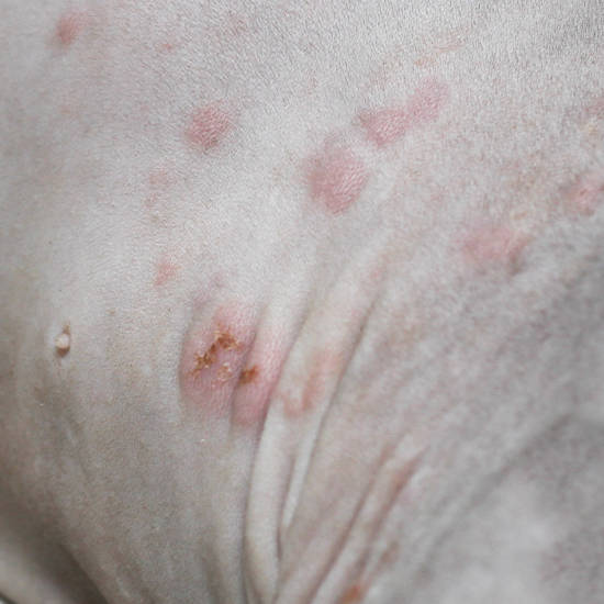 Rash and sores or red bumps on the skin of a cat as a result of a food allergy
