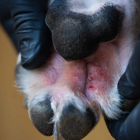 Sores and red skin on a dog's paw as a result of a food allergy